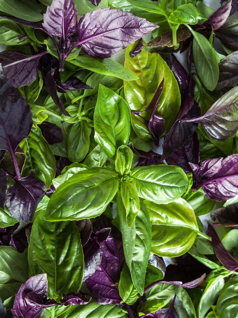 Albahaca en la cocina