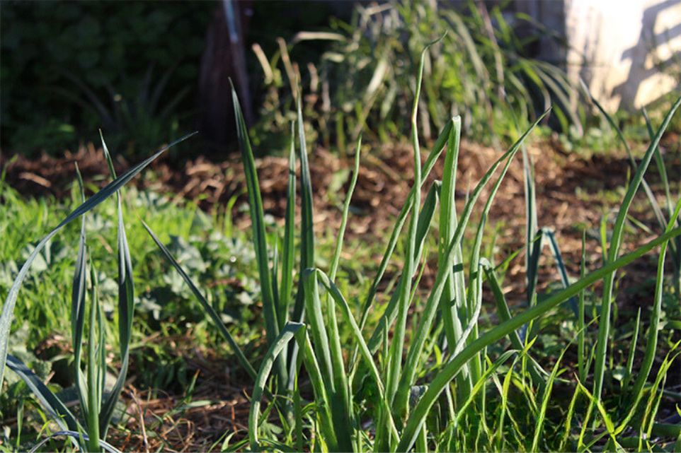 Huerta familiar en invierno