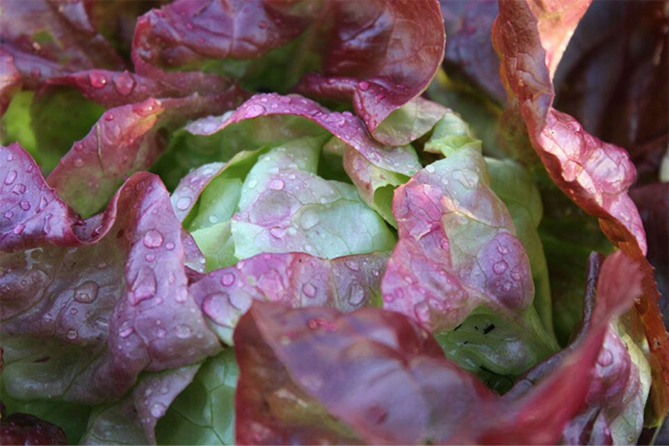 Plantas de invierno para el huerto