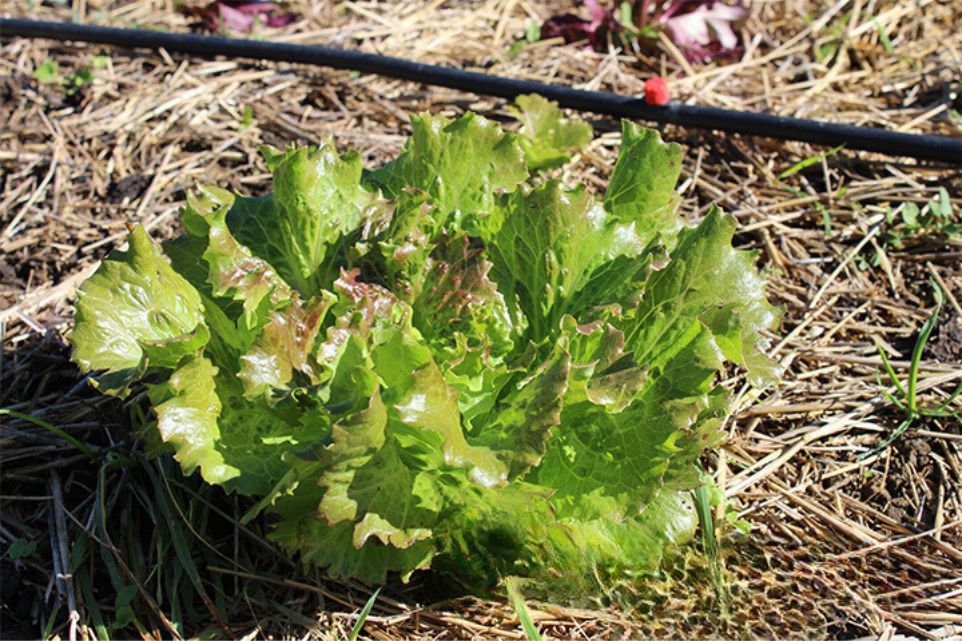 Plantas del huerto para invierno